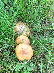 Stock Foto Mushrooms in the grass in the forest