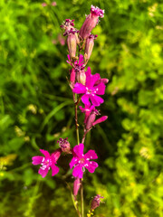 Stock Foto Field colors in summer in the field