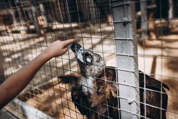 bird of prey vulture in the zoo