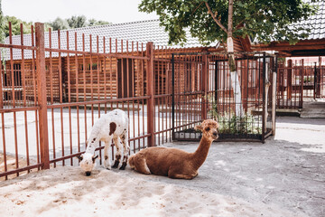 Cute alpaca (lama, llama) in animal farm. Beautiful alpaca or llama in paddock cade. Animal portrait eating hay. Close up tender alpaca in llama farm or zoo. Furry lama baby feeding care concept