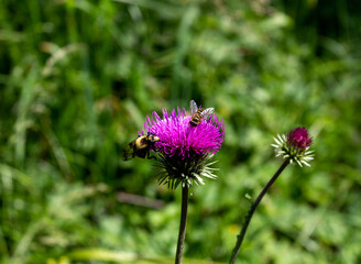 Summer,a short period of flowering plants in subalpine meadows, a rich world of diversity and colors of all kinds of flowers.