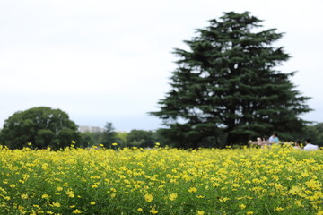 コスモスの風景