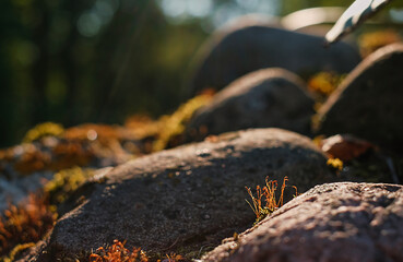 Beautiful red moss growing on rough granite stones in north in the forest in the rays of the setting sun. Selective focus on flowering moss. Backlight. Rocks and moss textures in nature for wallpaper