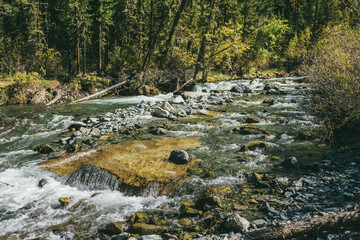 Scenic alpine landscape with mountain river in wild autumn forest in sunshine. Vivid autumn scenery with beautiful river among trees and thickets in sunny day. Mountain brook in woods in fall time.