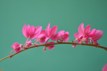 The bright pink flower with green background.