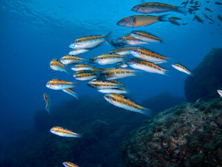 School of ornate wrasse (Thalasoma pavo) swimming in the warm and clear water of the Mediterranean Sea.