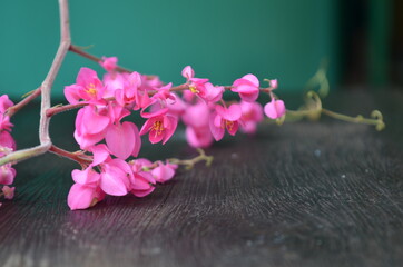 Honolulu Creeper flowers on the wooden floor with green background.