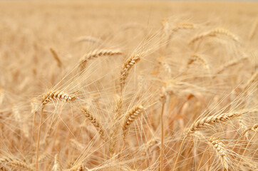 Wheat field with ripe spikelets, background, selective focus.