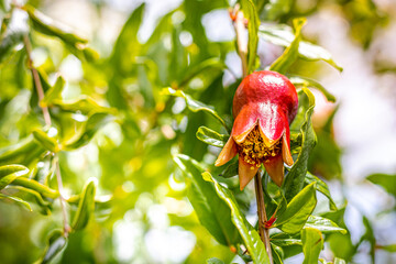 Pomegranate flower