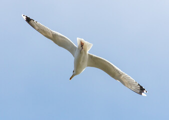 A seagull is flying in the sky.