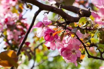 pink cherry blossom flowers in spring