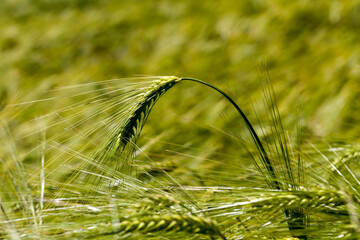 agricultural activity for growing wheat