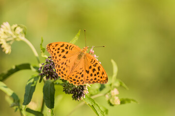 Pafia

Nome scientifico: Argynnis paphia

(Linnaeus, 1758)

Chi è
Lepidottero diurno della Famiglia dei Nymphalidae, particolarmente diffuso in Europa e nelle zone dell’Africa.