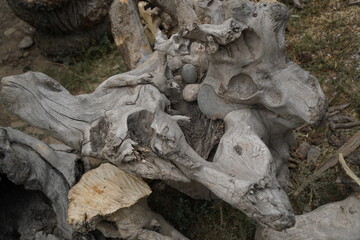 Large pieces of dried wood for making objects