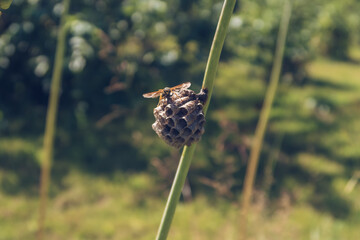 Wasp building a nest closeup stock photography. Vespula insect sitting on the vespiary hive and waving wings to cool it down during hot summer day
