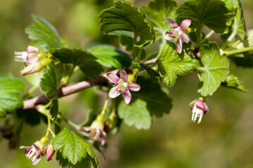 blooming gooseberries in the summer