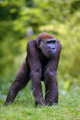 The western lowland gorilla (Gorilla gorilla) standing on a grassy hill. Young ape in captivity. Lowland gorilla in natural habitat.