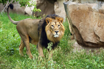 The Asiatic lion (Panthera leo leo) looks into the lens. A rare Indian lion in captivity at the zoo. © Karlos Lomsky