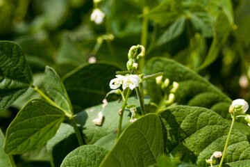 a bean blooming during growth