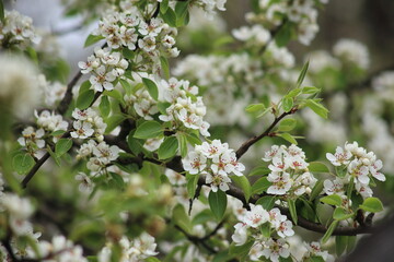 Spring Cherry blossom background. High quality photo
