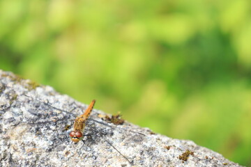 手すりとトンボ