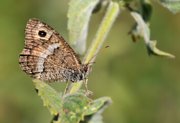 False Grayling