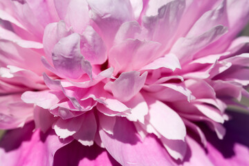 pink peonies blooming in the summer