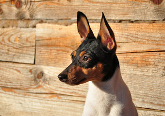American Toy Fox Terrier basks in the rays of the sunset.