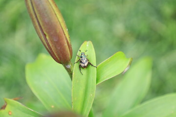 ハナムグリと葉っぱ