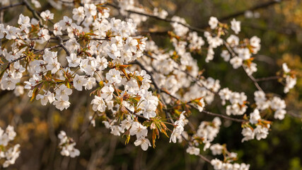 flowers in the spring