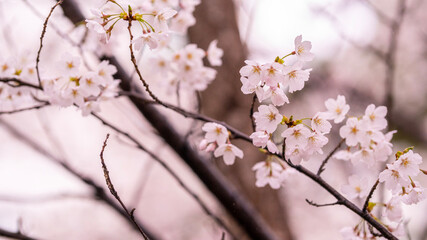 cherry blossom