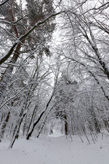 in the snow, deciduous trees in the winter season