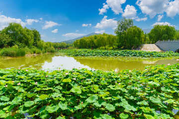 Park, the lotus pond and the green trees