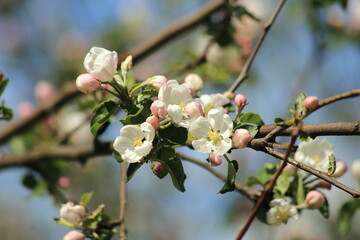Macro white and pink apples trees flowers. High quality photo