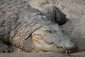 alligator in the zoo