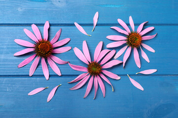 Beautiful echinacea flowers on blue wooden table, flat lay - obrazy, fototapety, plakaty