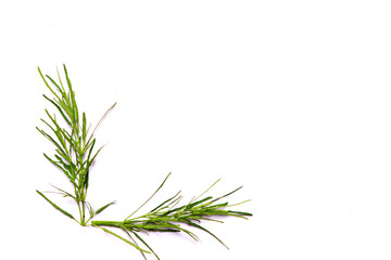 Fototapeta premium grass isolated on white background