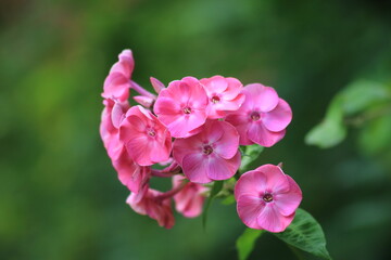 Macro pink phlox flowers on a green background. High quality photo