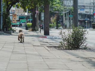A dog running on sidewalk .