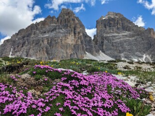 beautiful view of the Tre Cime di Lavaredo. beautiful pink flowers in front of the summit, Blue Sky. Wanderlust