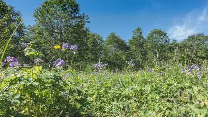 On the green meadow there is lush grass, bright lilac and yellow wildflowers. Deciduous trees against a clear blue sky. A sunny summer day. Kamchatka