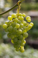 Ripe white wine grapes. Ripe grapes on vine growing at sunset time