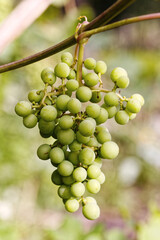 Ripe white wine grapes. Ripe grapes on vine growing at sunset time