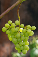 Ripe white wine grapes. Ripe grapes on vine growing at sunset time