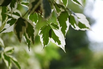 Boxelder maple leaves. Sapindaceae deciduous shrub.
Color leaf plants and Symbol trees.