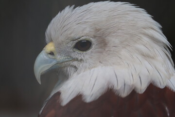 The close up of an eagle
