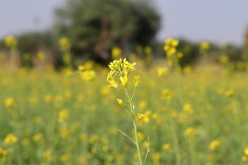 Obraz premium background of yellow mustard flowers in a blooming mustard field