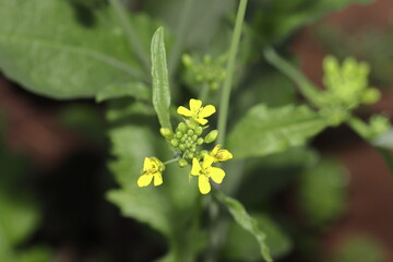 Mustard yellow flowers blooming on mustard plant