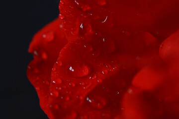 Macro view on red rose with water drops