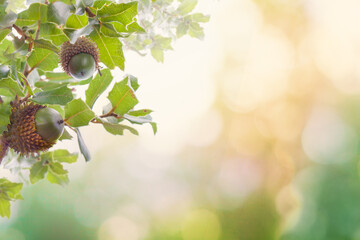 Nature background with acorn, oak leaves and bokeh light